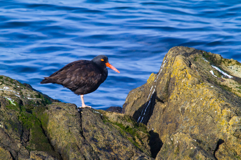 Black Oystercatcher